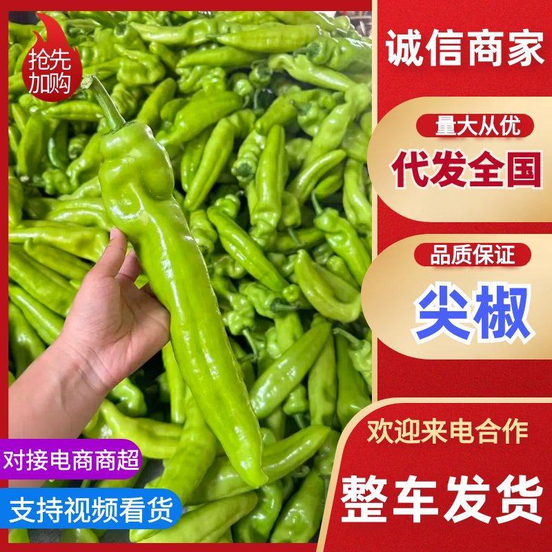 精品尖椒青黄皮辣椒安阳内黄产地直发线椒螺丝椒