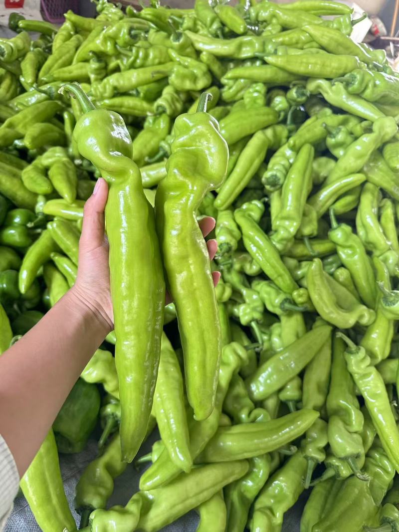 精品尖椒青黄皮辣椒安阳内黄产地直发线椒螺丝椒