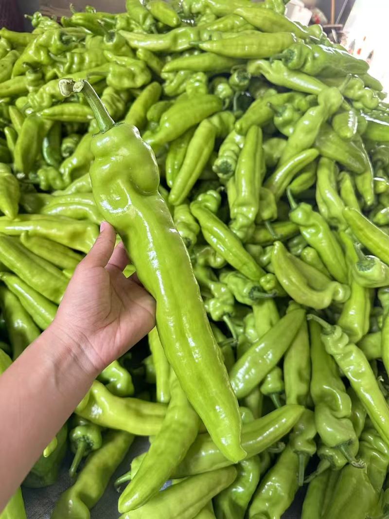 精品尖椒青黄皮辣椒安阳内黄产地直发线椒螺丝椒