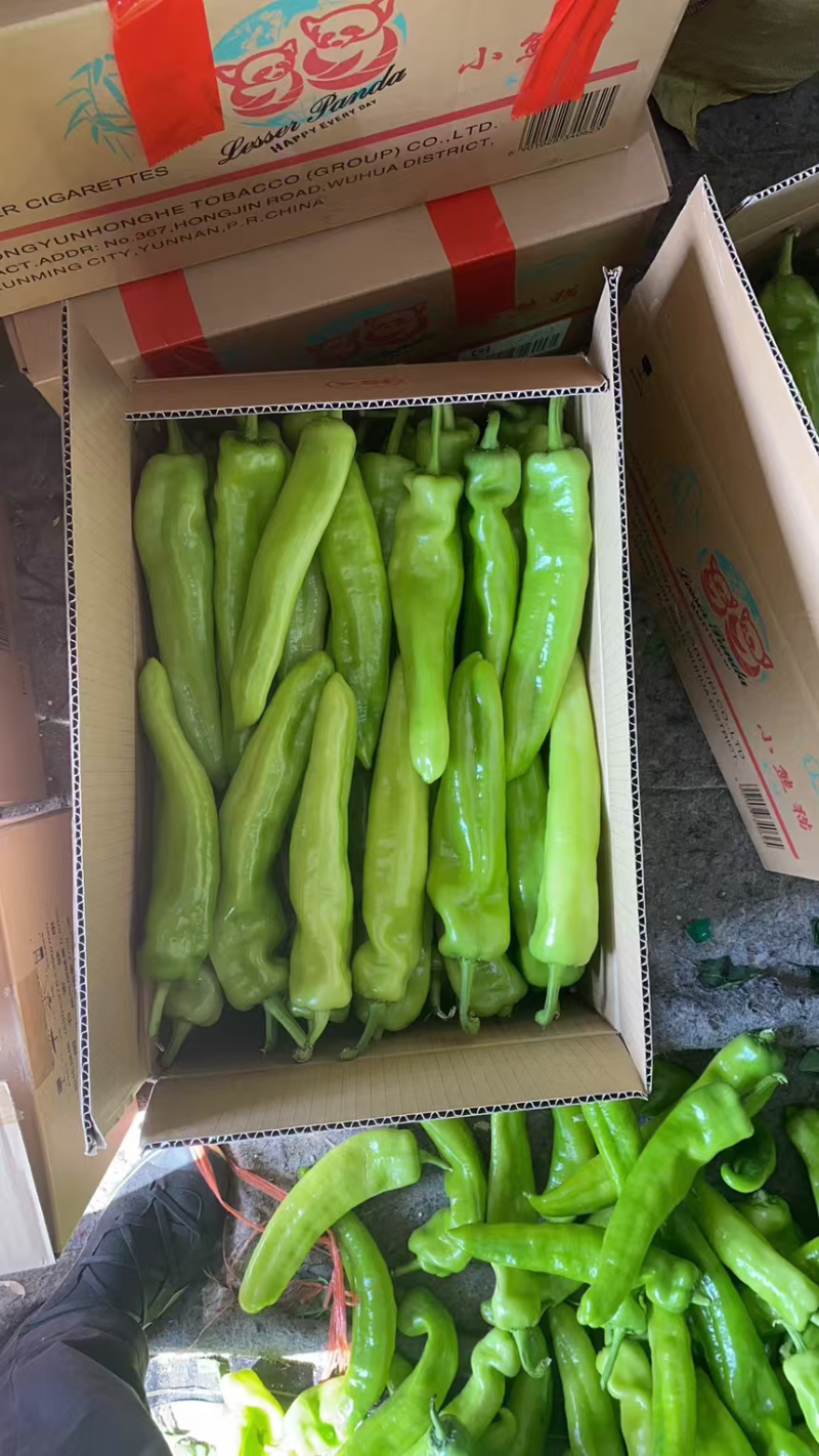 精品尖椒青黄皮辣椒安阳内黄产地直发线椒螺丝椒