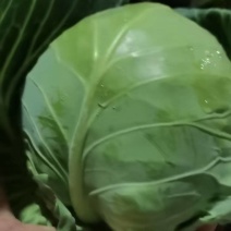 下架中甘二十一