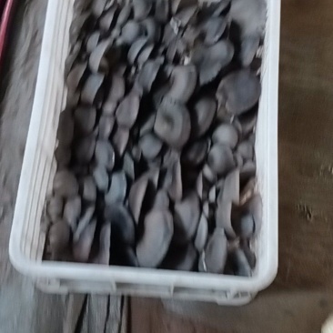 平菇，鲜平菇，产地直销质量好，不掺水干鲜平菇，欢迎新老客