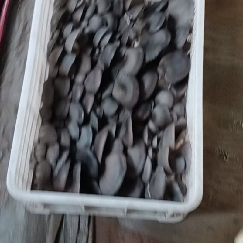 平菇，鲜平菇，产地直销质量好，不掺水干鲜平菇，欢迎新老客