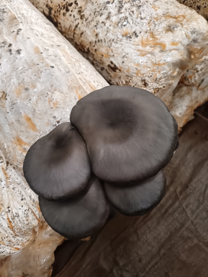平菇，鲜平菇，产地直销质量好，不掺水干鲜平菇，欢迎新老客
