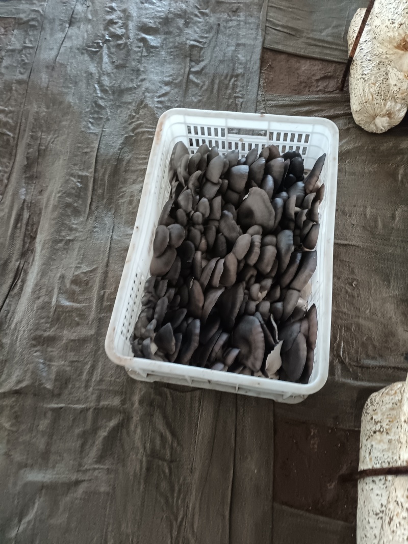平菇，鲜平菇，产地直销质量好，不掺水干鲜平菇，欢迎新老客
