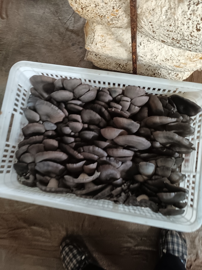 平菇，鲜平菇，产地直销质量好，不掺水干鲜平菇，欢迎新老客
