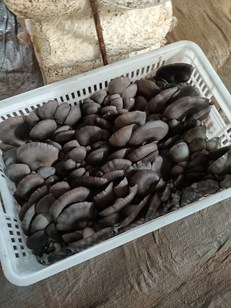 平菇，鲜平菇，产地直销质量好，不掺水干鲜平菇，欢迎新老客