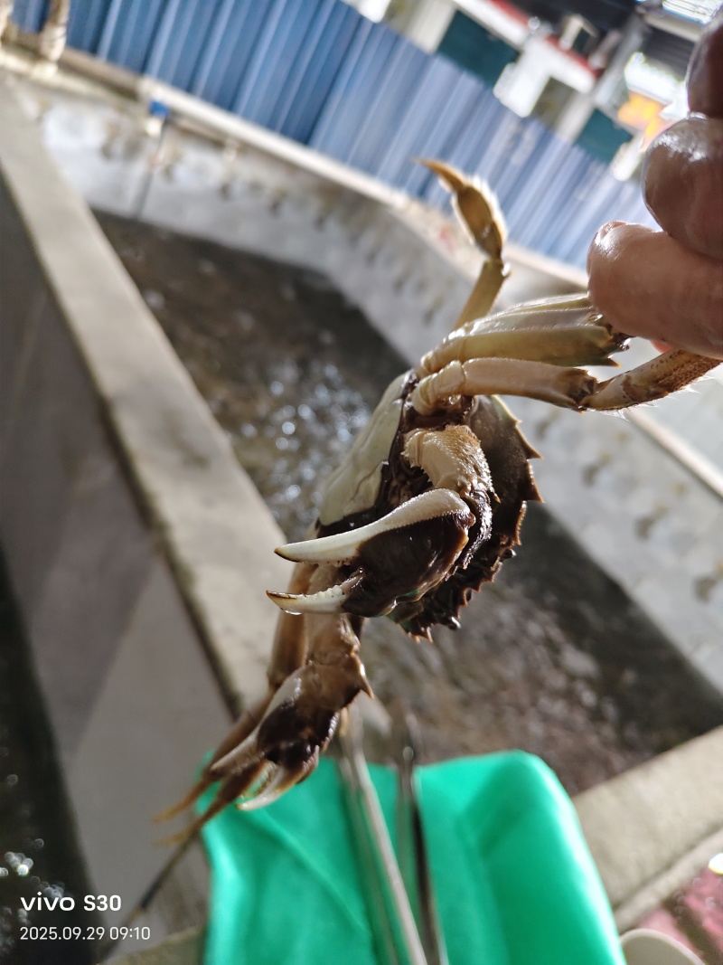 江苏红膏大闸蟹礼盒，12只装产自江苏省兴化市安丰镇杨坝村
