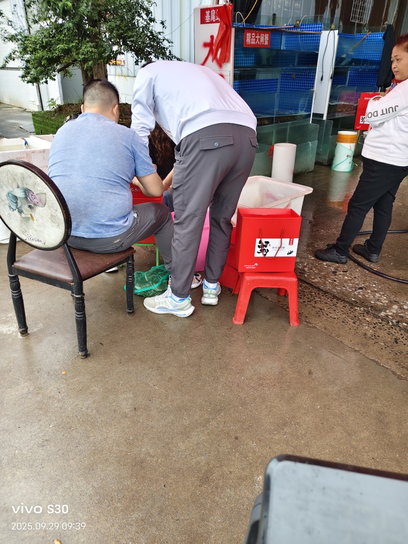 江苏红膏大闸蟹礼盒，12只装产自江苏省兴化市安丰镇杨坝村