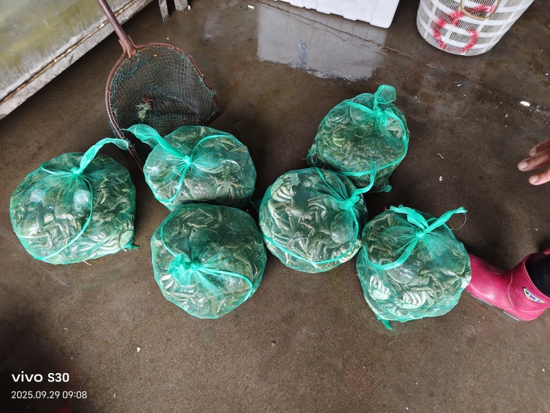 江苏红膏大闸蟹礼盒，12只装产自江苏省兴化市安丰镇杨坝村