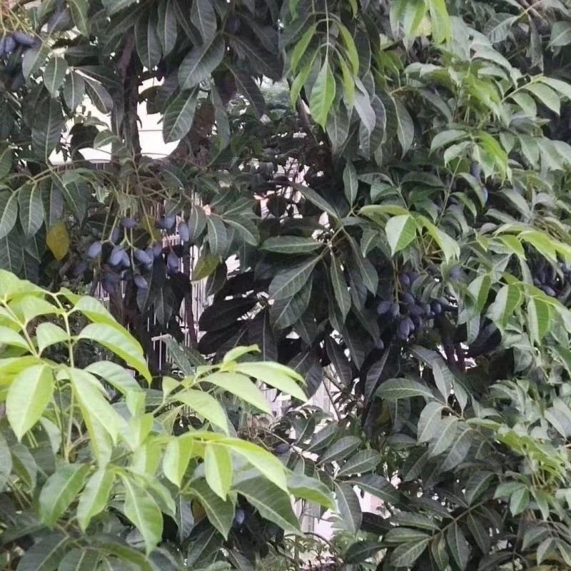 黑橄榄果子批发零售油榄车酸榄大量现货