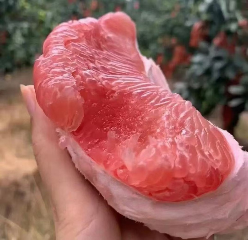 红心柚子