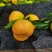 蜜桔