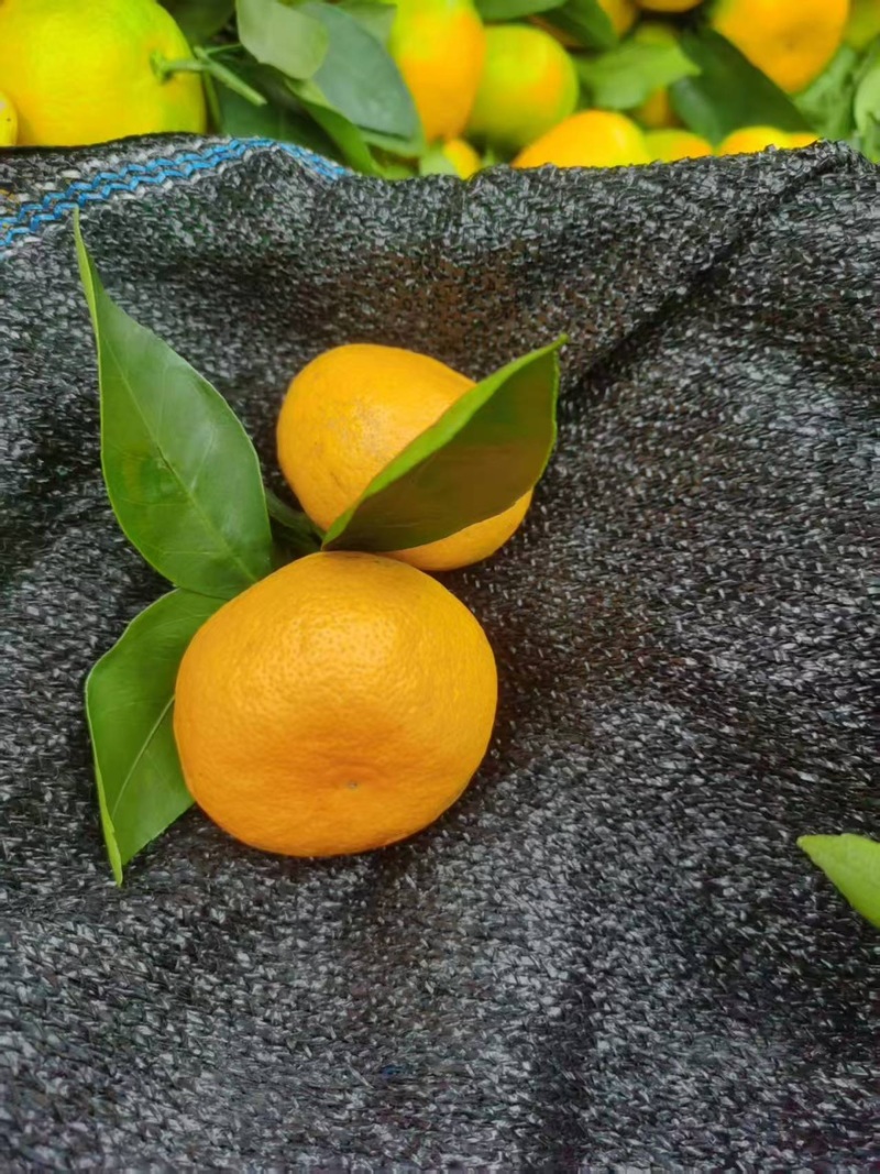 蜜桔