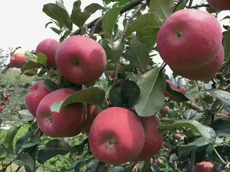 昭通苹果