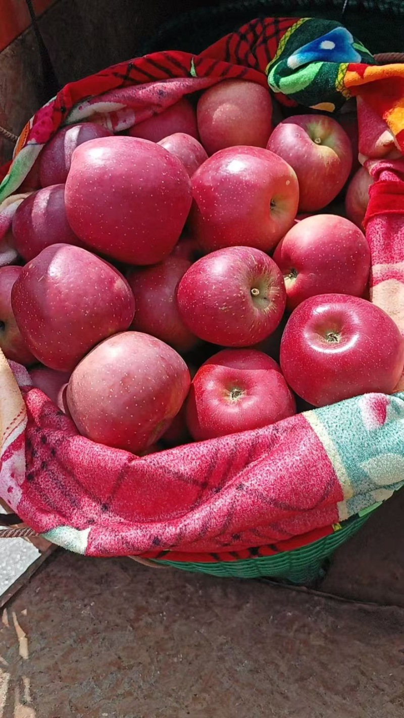 昭通苹果