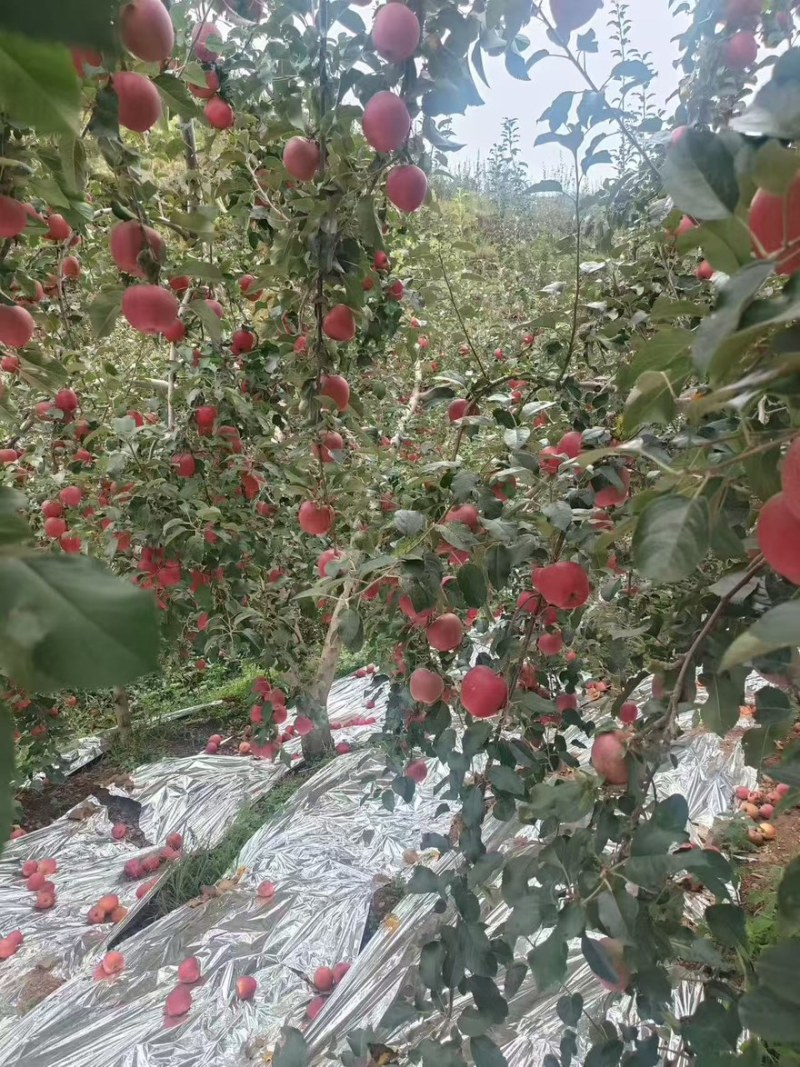 盐源苹果