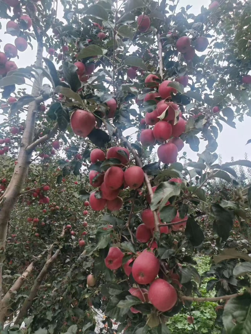 盐源苹果