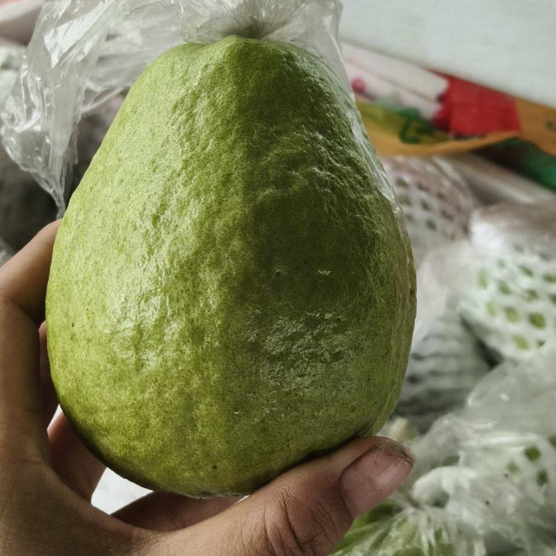 精品红心芭乐