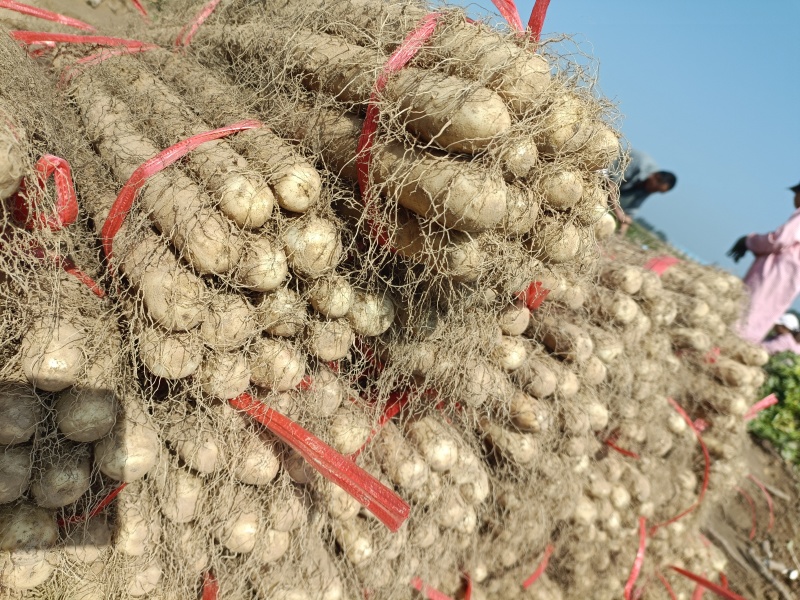 安阳红皮铁棍山药软糯香甜营养丰富量大从优