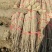 安阳红皮铁棍山药软糯香甜营养丰富量大从优