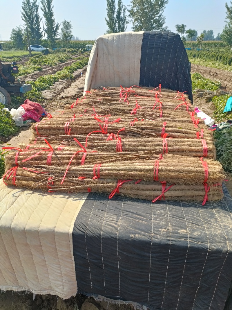 安阳红皮铁棍山药软糯香甜营养丰富量大从优