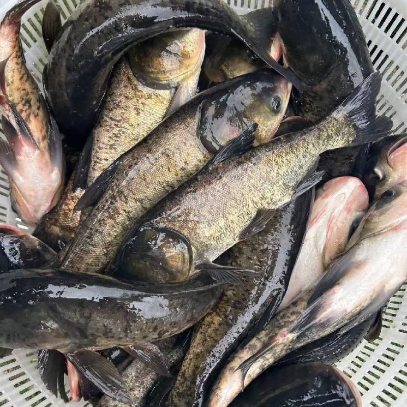 优质大品种花鲢鱼大头胖头鱼淡水好养欢迎咨询
