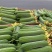 攀枝花米易丝瓜，精品货
