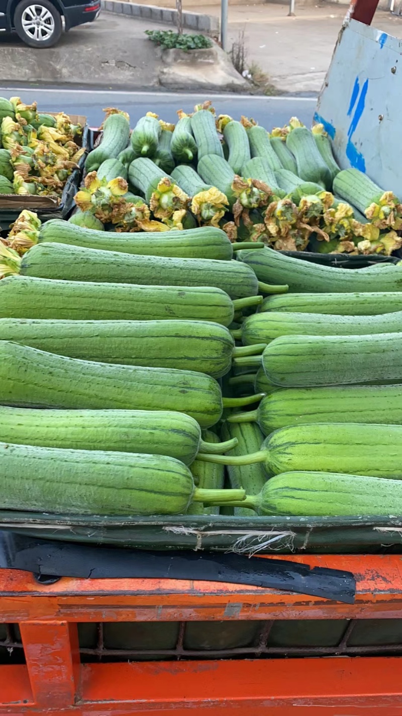 攀枝花米易丝瓜，精品货