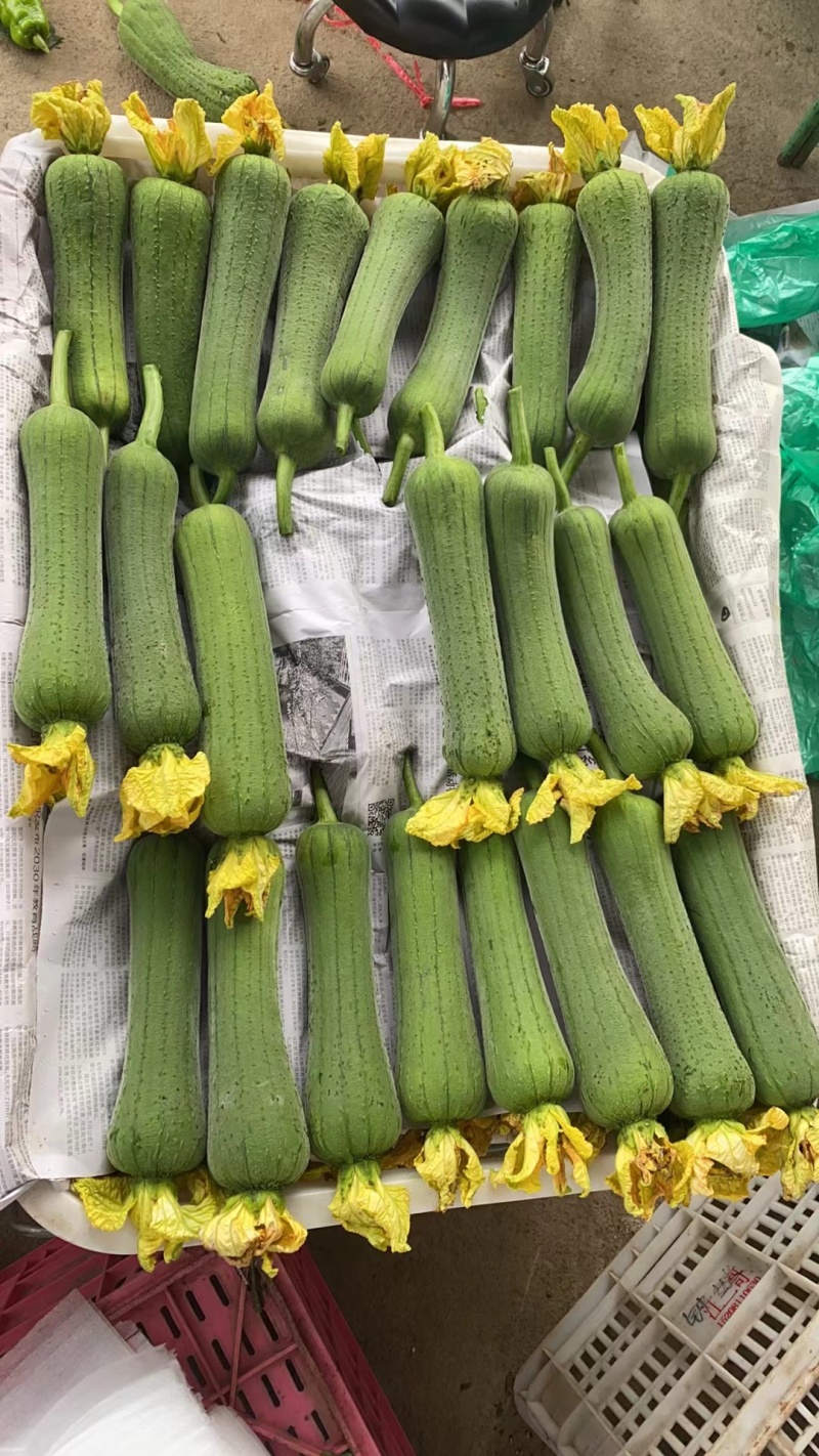 攀枝花米易丝瓜，精品货