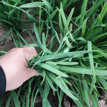 精品韭菜大量现货
