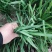 精品韭菜大量现货