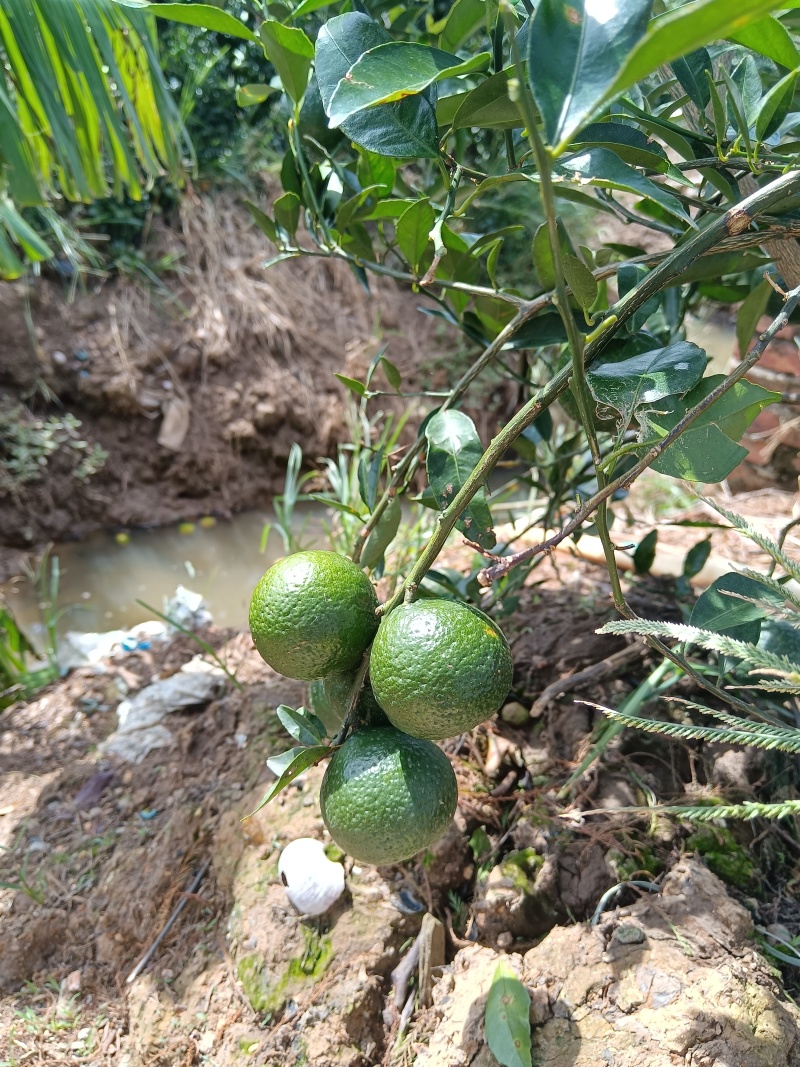 新会小青柑，柑普茶主要原材料。平价甩卖，售完即止！