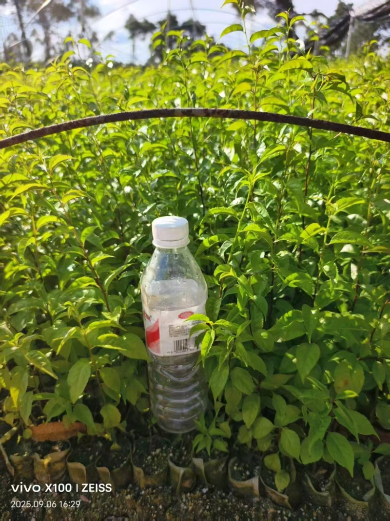 岗梅杯苗规格25-60公分高自家基地价格便宜