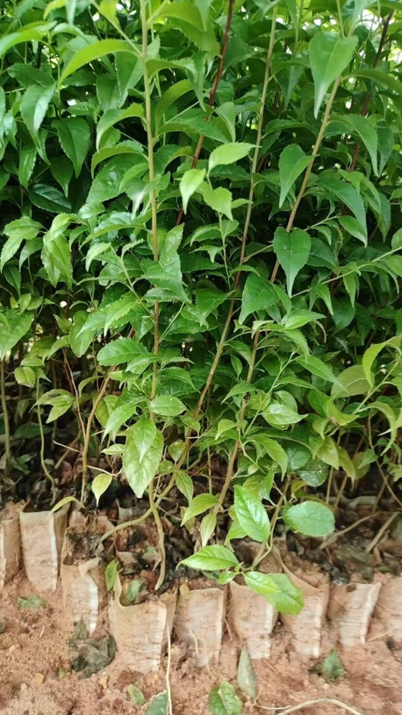 岗梅杯苗规格25-60公分高自家基地价格便宜