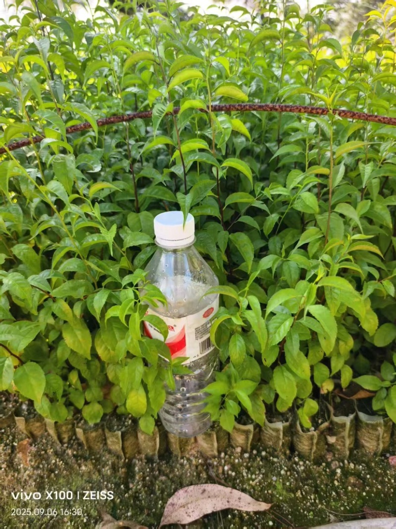 岗梅杯苗规格25-60公分高自家基地价格便宜