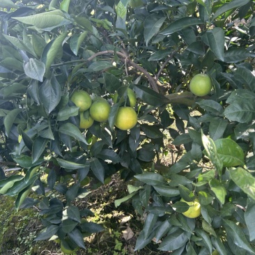 云南哀牢山冰糖橙