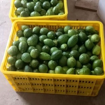香水柠檬大量上货欢迎各大商超，以及电商前来选购