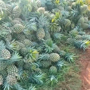 蜂蜜凤梨