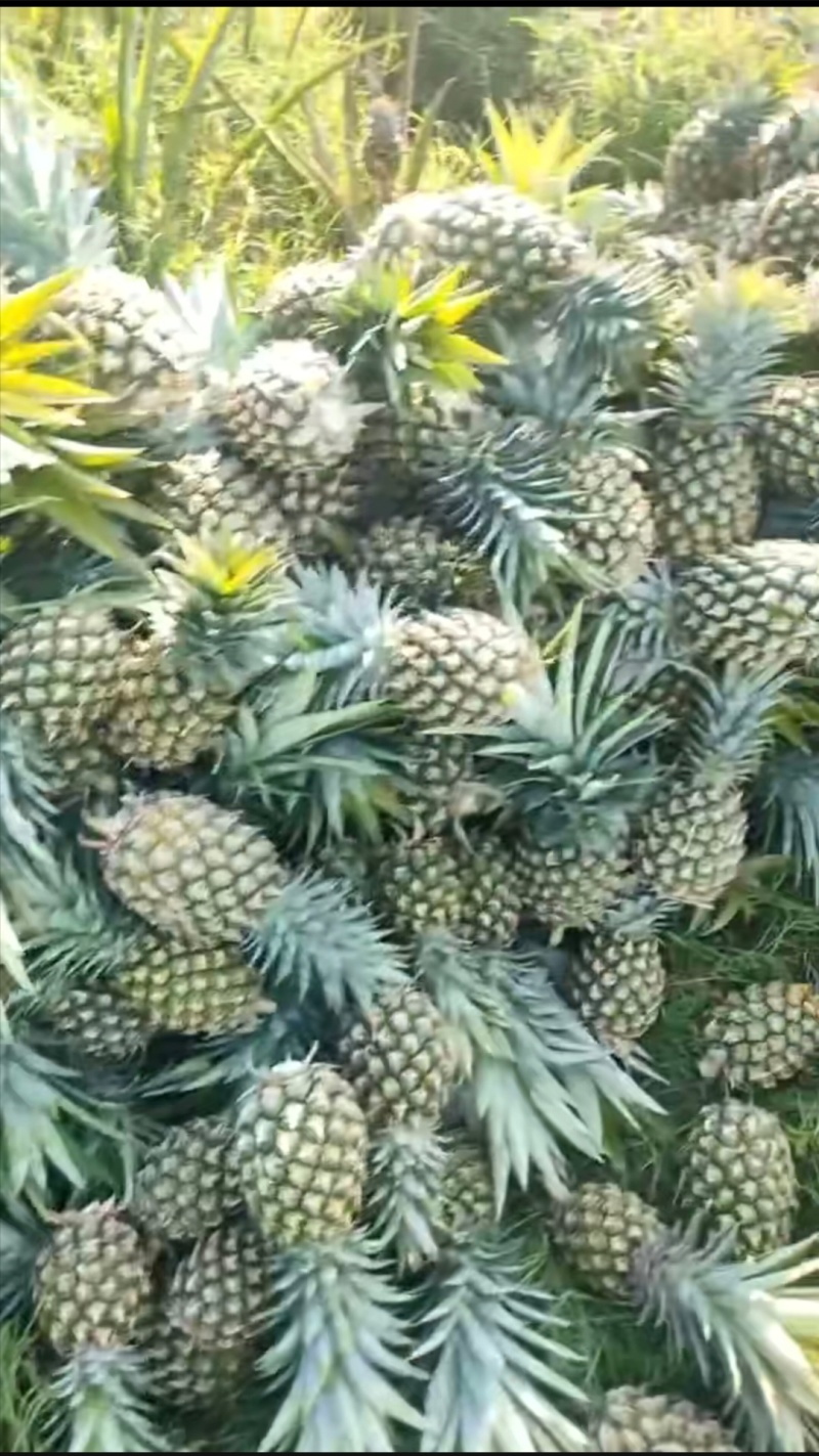 蜂蜜凤梨