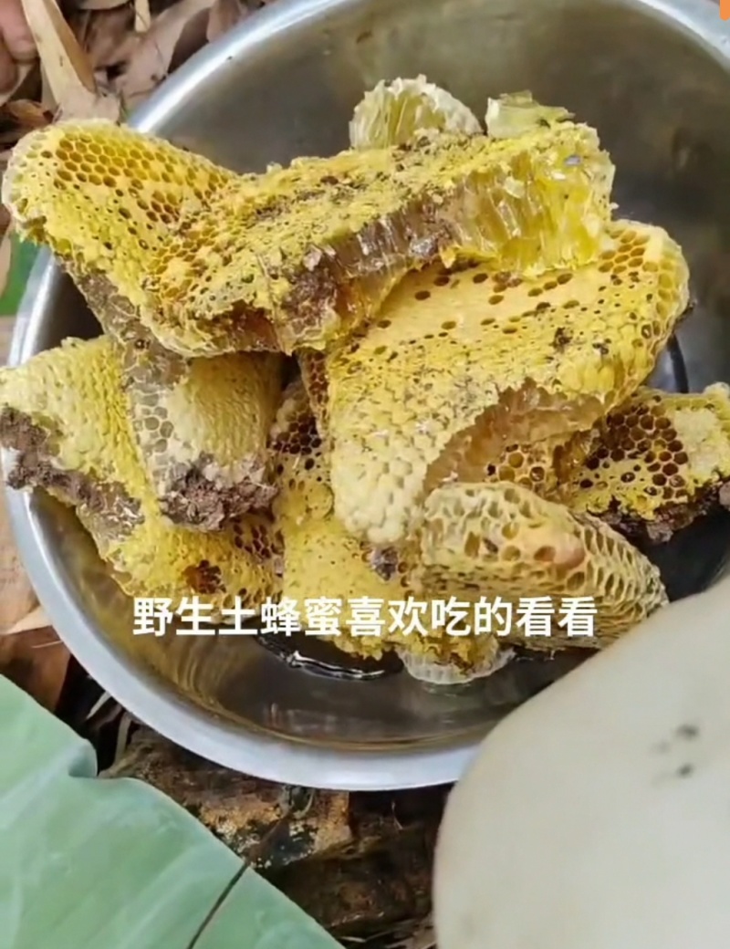 四川凉山野生土蜂蜜加qwoert120
