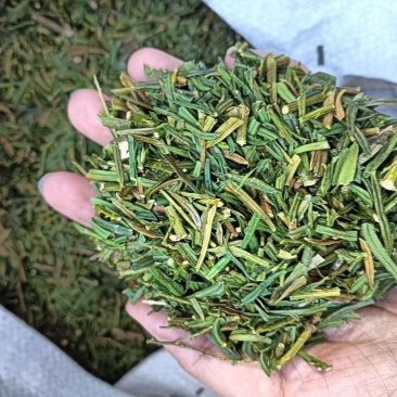 红豆杉叶干货红豆杉叶中药材！欢迎选购！