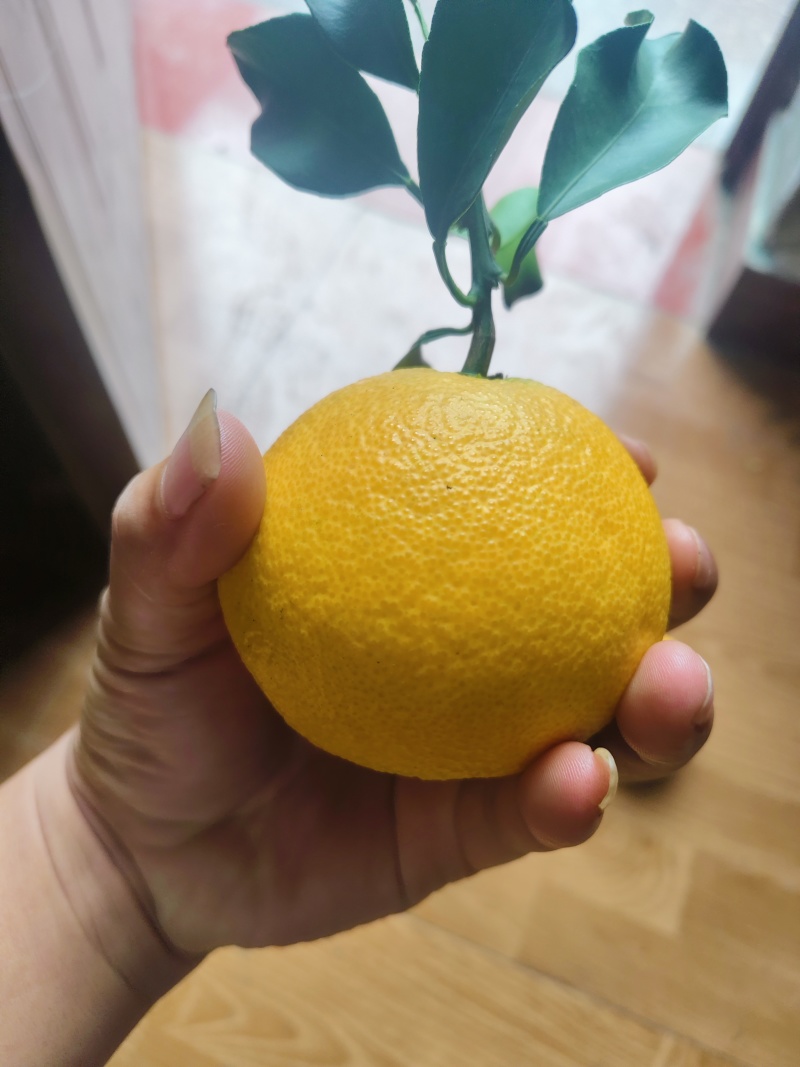 爱媛38