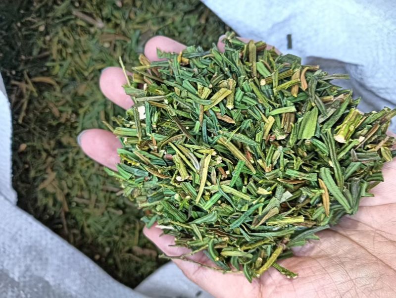 红豆杉叶干货红豆杉叶中药材！欢迎选购！