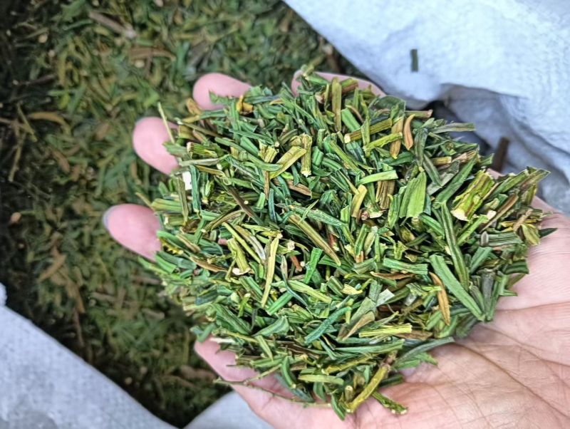 红豆杉叶干货红豆杉叶中药材！欢迎选购！