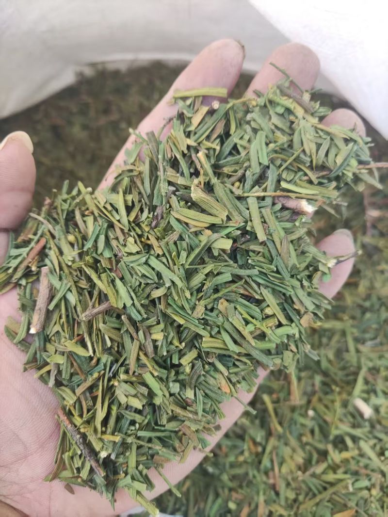 红豆杉叶干货红豆杉叶中药材！欢迎选购！