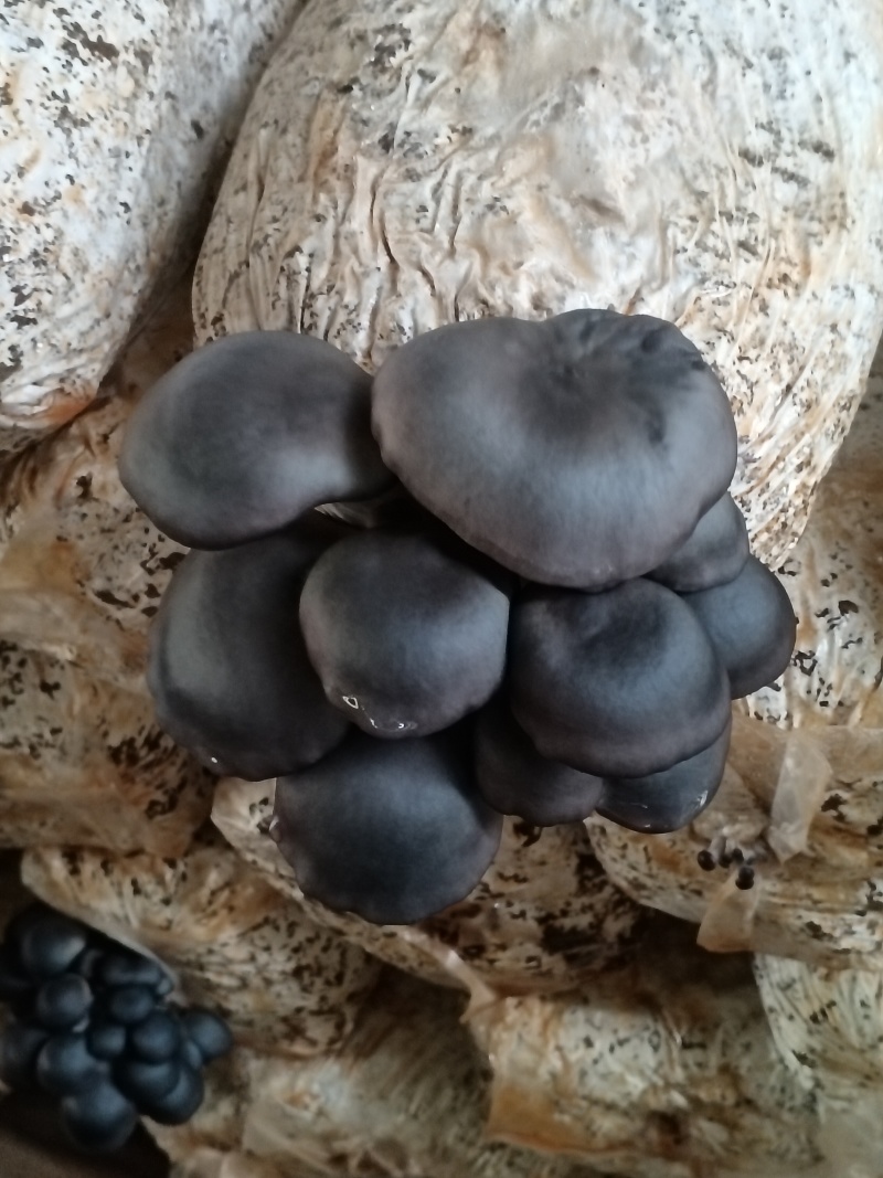 平菇，鲜平菇，产地直销质量好，不掺水干鲜平菇，欢迎新老客