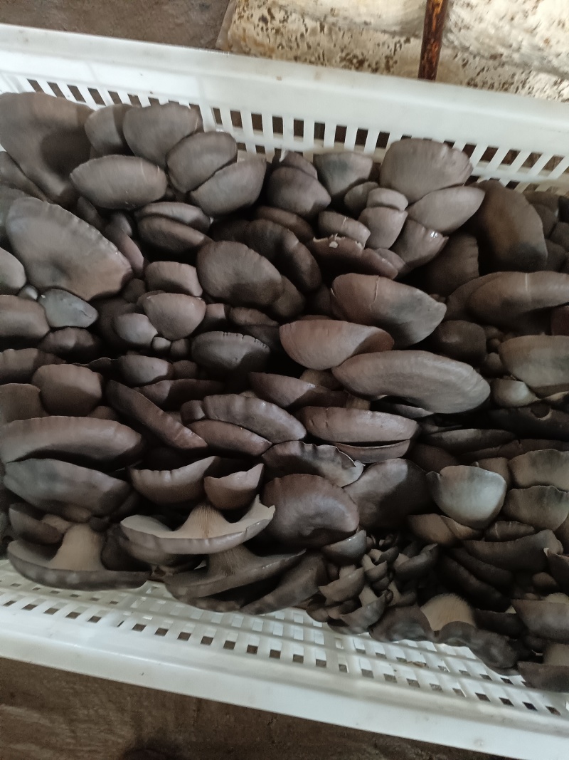 平菇，鲜平菇，产地直销质量好，不掺水干鲜平菇，欢迎新老客