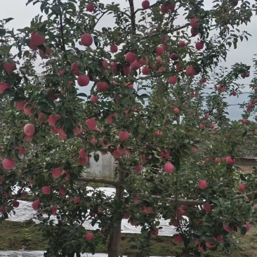 静宁苹果