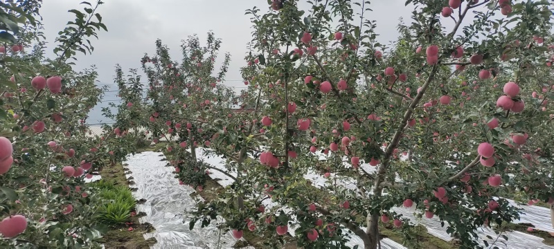 静宁苹果